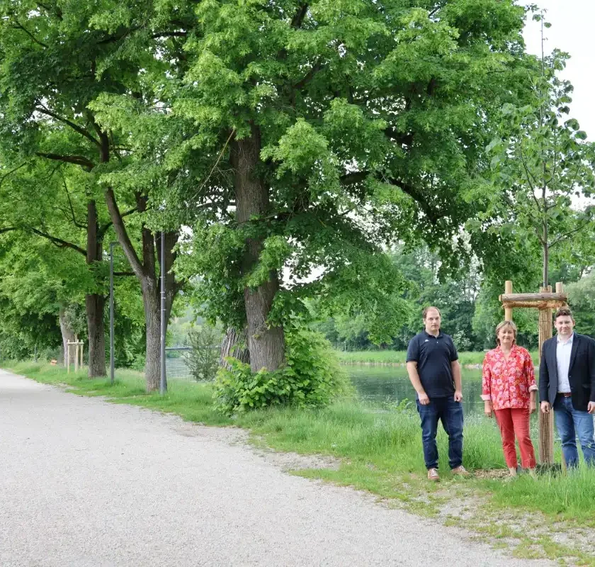 NEUE BÄUME IN DER PREYSINGALLEE