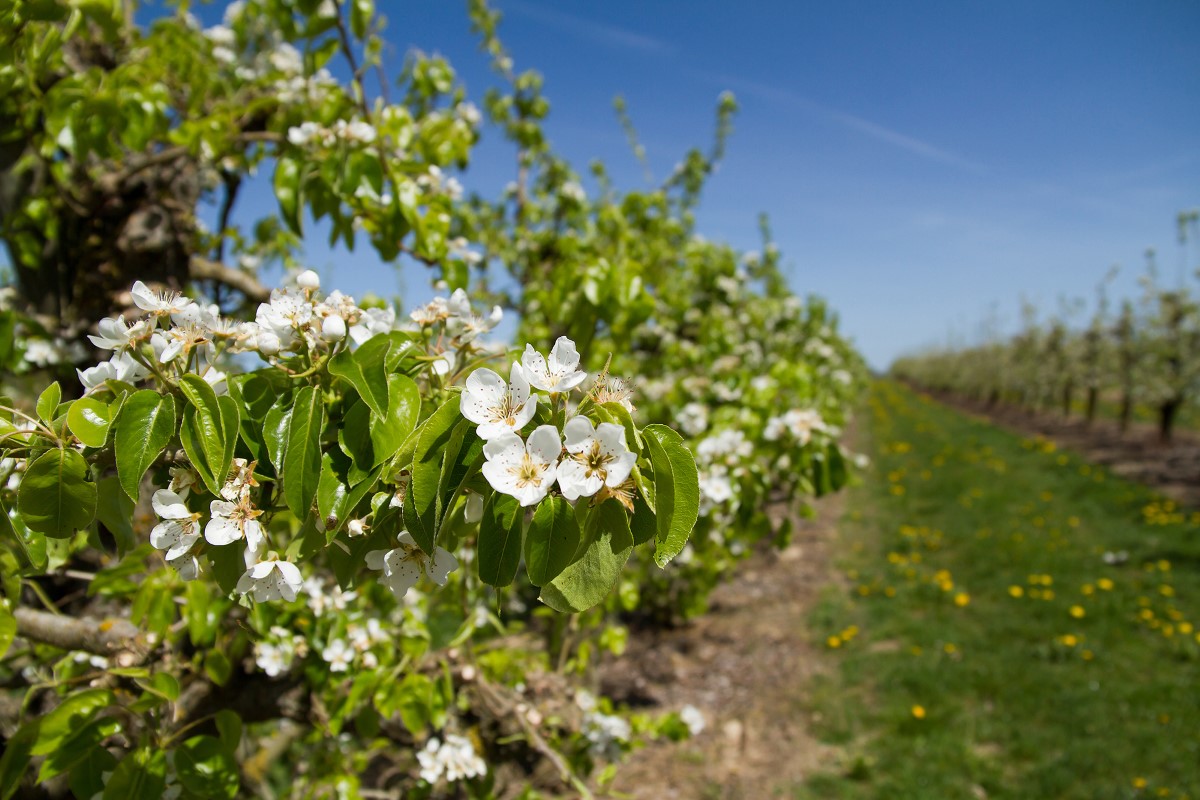 Blütenfest des Lehr- und Beispielsbetriebs für Obstbau Deutenkofen am 7. Mai
