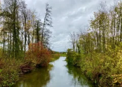 Seltenes Naturjuwel – die Bachmuschel im Klötzlmühlbach