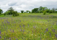 Frühlingsbeginn im Naturschutzgebiet