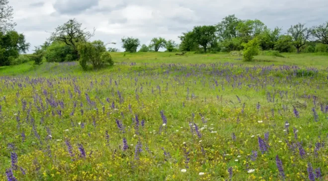 Frühlingsbeginn im Naturschutzgebiet