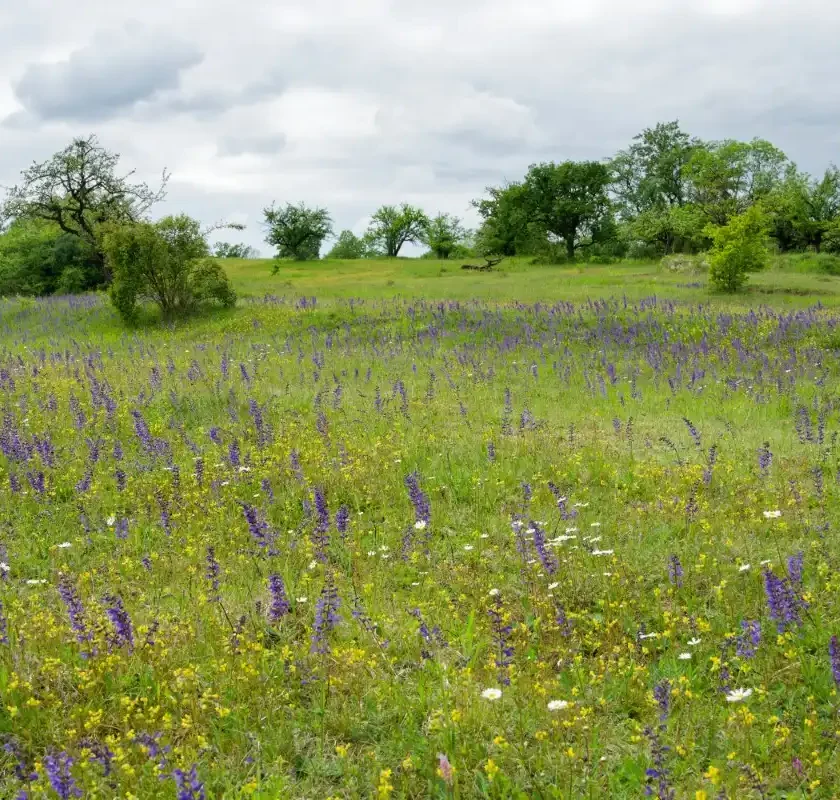 Frühlingsbeginn im Naturschutzgebiet