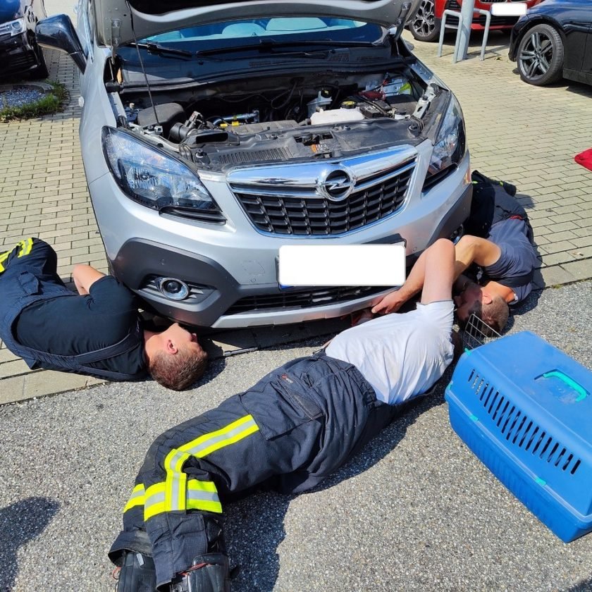 Rettung einer jungen Katze aus dem Motorraum eines PKW