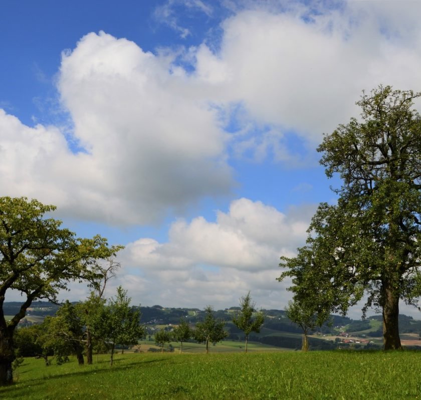 „Streuobstwiese des Jahres 2023“ ist gefunden –