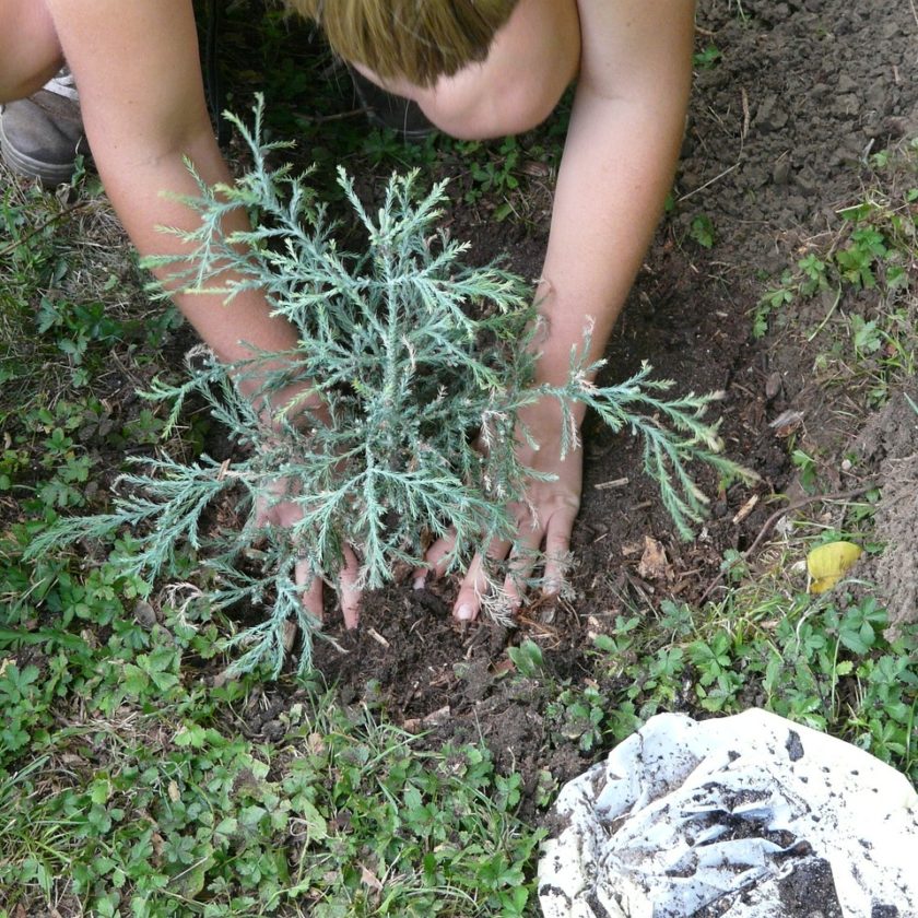 Wir pflanzen eine Moorbirke