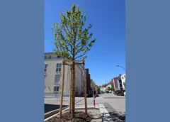 Acht Bäume für die Ludmillastraße