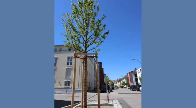 Acht Bäume für die Ludmillastraße