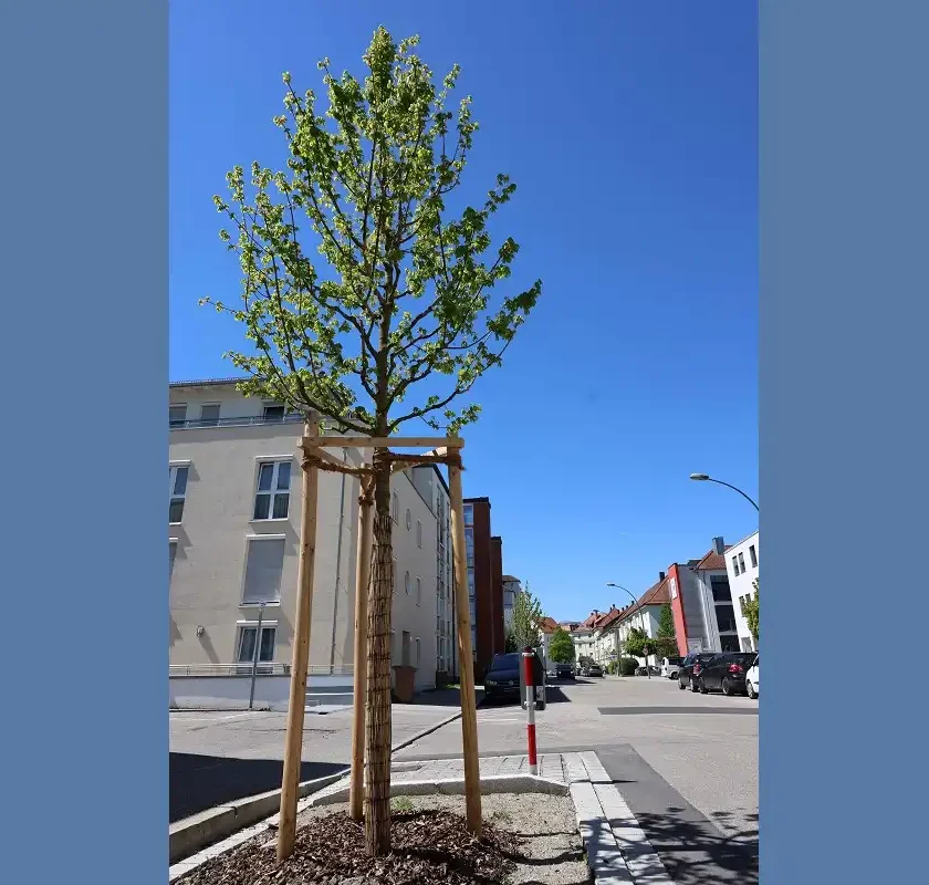Acht Bäume für die Ludmillastraße