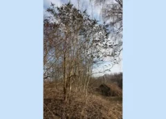 Biodiversitätsmaßnahmen im Tal Josaphat