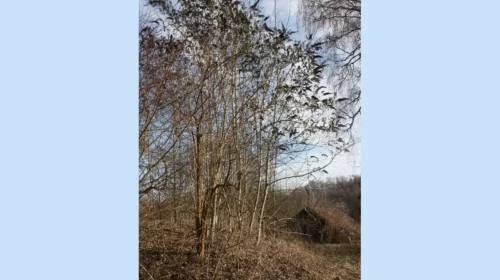 Biodiversitätsmaßnahmen im Tal Josaphat