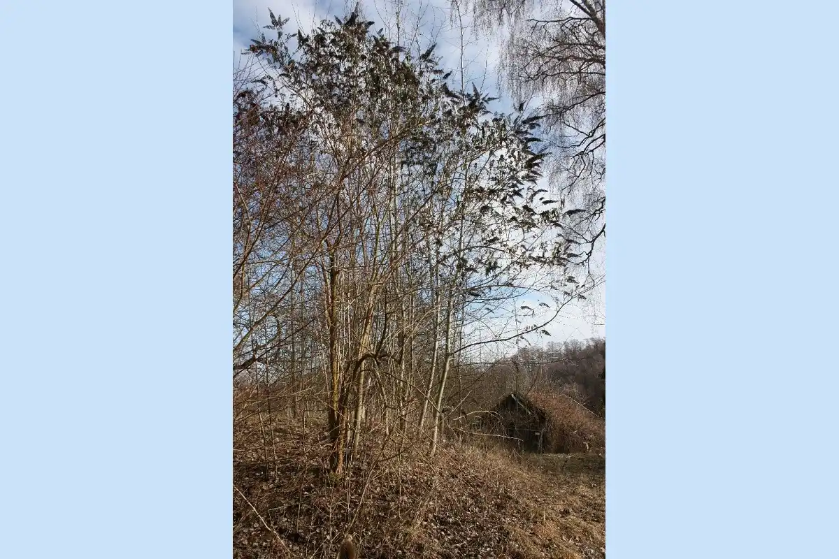 Biodiversitätsmaßnahmen im Tal Josaphat