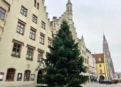 RATHAUS-CHRISTBAUM STEHT IN VOLLER PRACHT