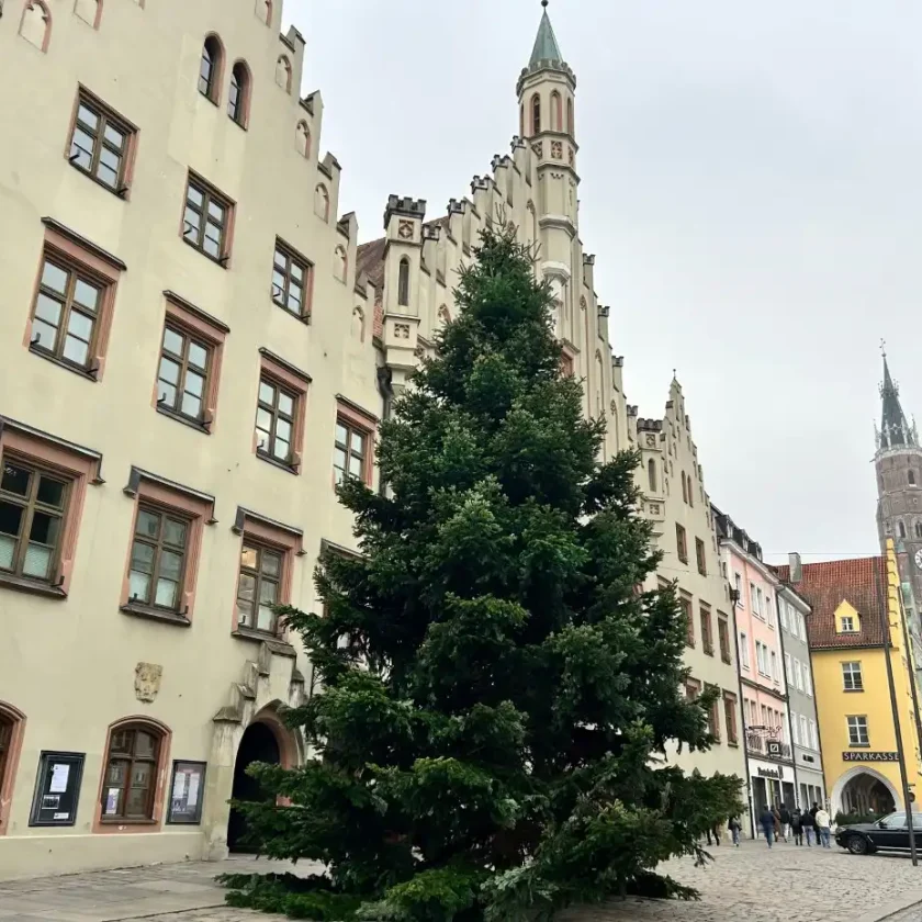 RATHAUS-CHRISTBAUM STEHT IN VOLLER PRACHT